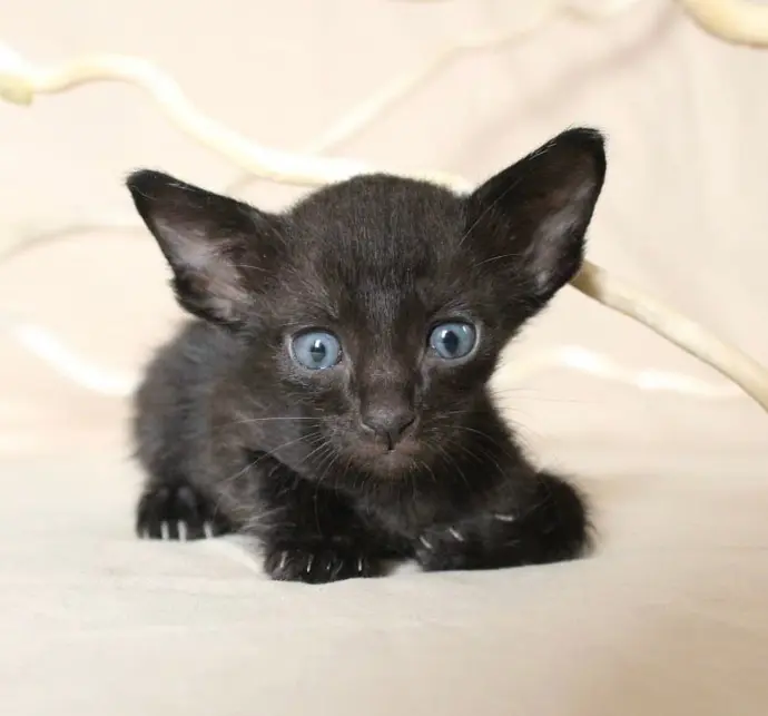 Peterbald kitten for sale2