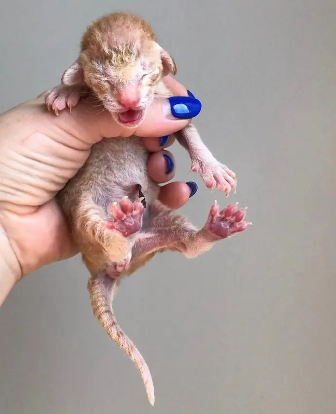 Peterbald baby kitten for sale3