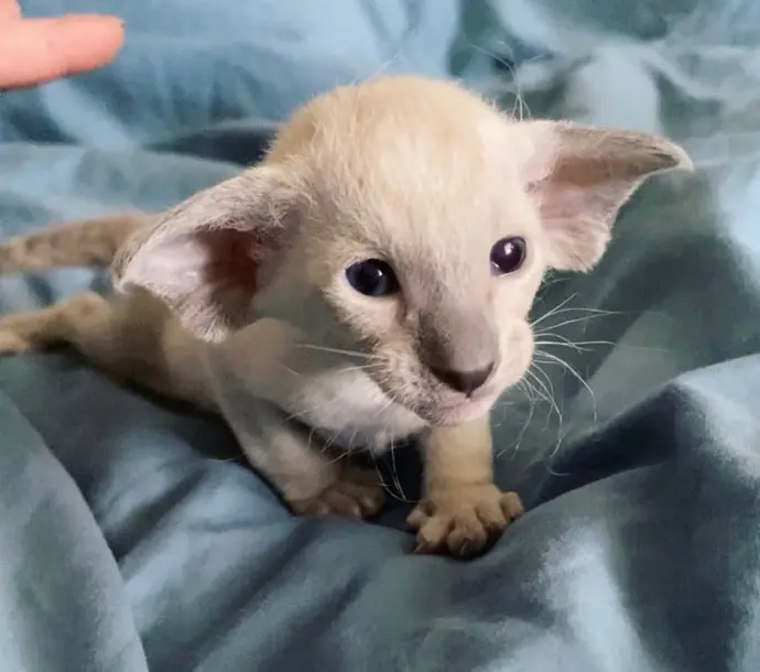 Peterbald kitten for sale1