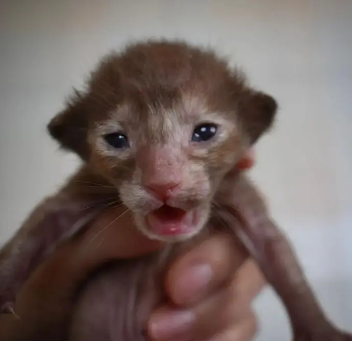 Peterbald kittens for sale4 